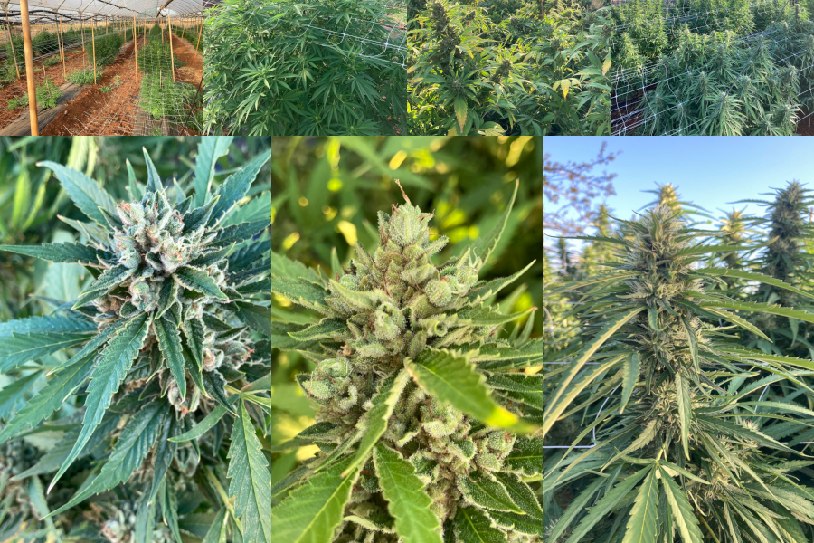 coltivazione toppy flowers